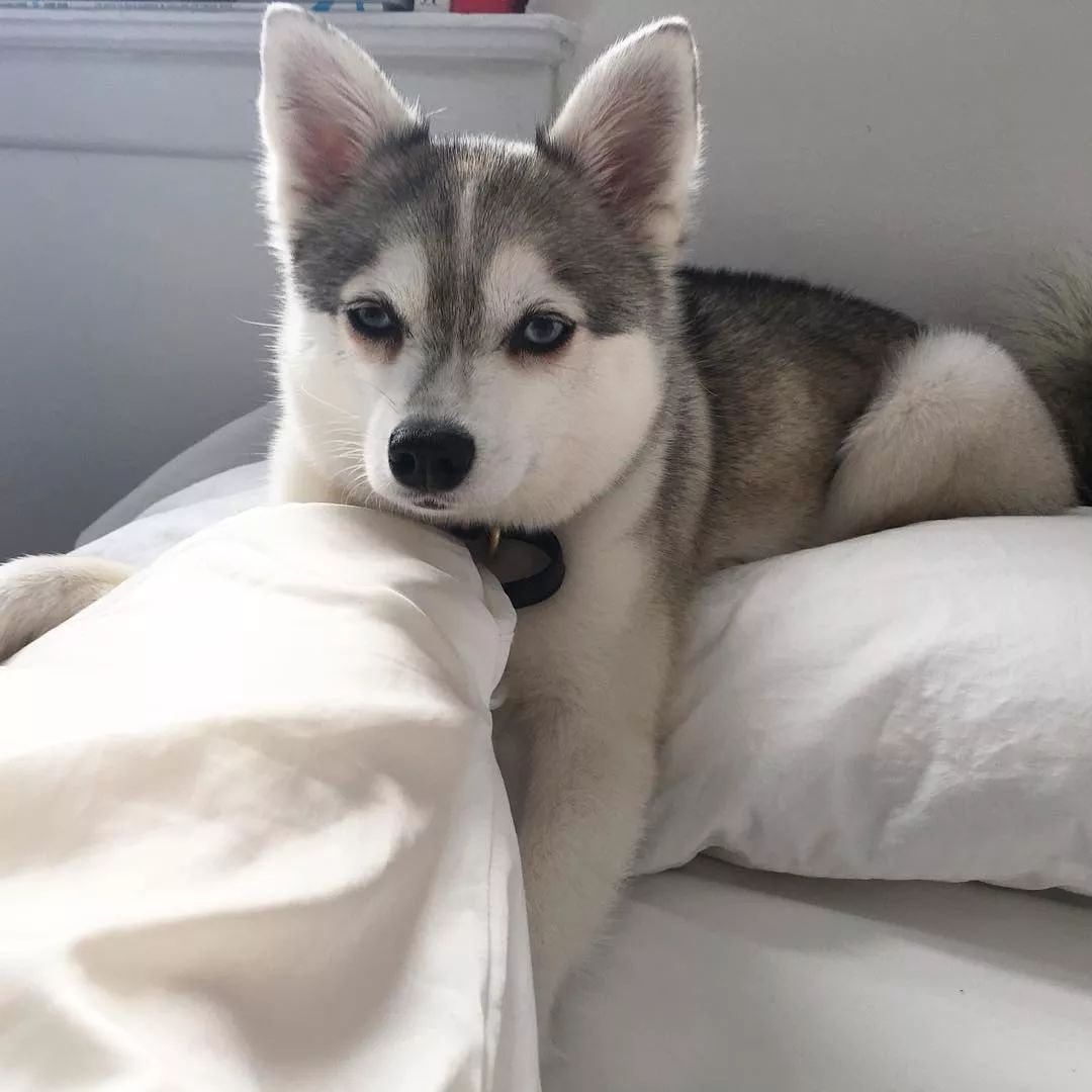 阿拉斯加克利凱犬：迷你版哈士奇，但論顏值這狗狗卻能比得過二哈