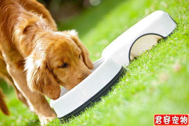 性格最好的五種中大型犬，有你心中所想嗎？