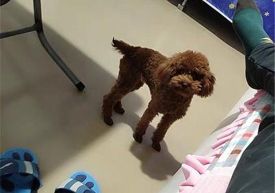 辟謠,米飯能代替狗糧成犬類主食?不能,狗狗消化淀粉存在缺陷