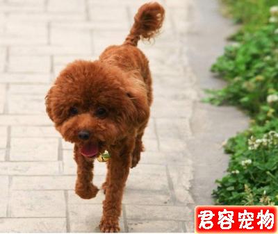 若要你家泰迪高雅漂亮,你要精心護理和修剪它的毛發