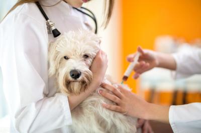 幼犬為什么要接受防疫注射,6種必打犬類預防疫苗
