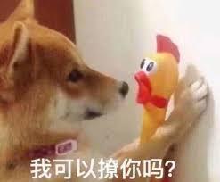 帶狗狗外出可以不僅僅只是散步啦,給你一套訓練狗狗取物的方法