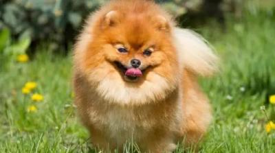 了解“純種”博美犬的特征,對你選購博美犬,是有很大幫助的