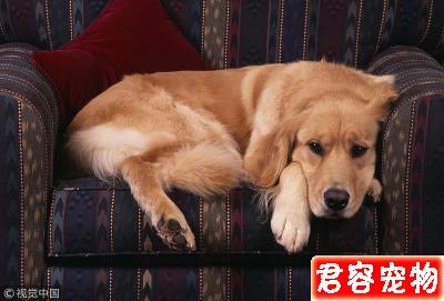 給狗狗剪趾甲,要不要剪?怎么剪?今天給鏟屎官說白說透!