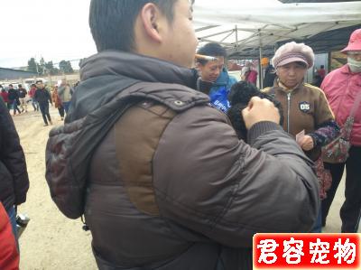 男子整窩購買黑色泰迪喊價300元一只,老人卻最低500元!