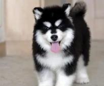 阿拉斯加犬在這5種情況下,不適合洗澡