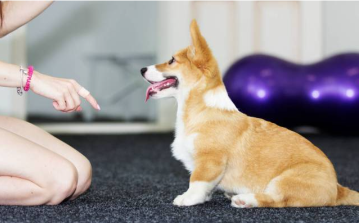 飼養柯基犬，要應對的“6大難點”，看了你要敢養嗎？