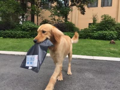 養狗,為什么勸你養大狗?原來好處那么多