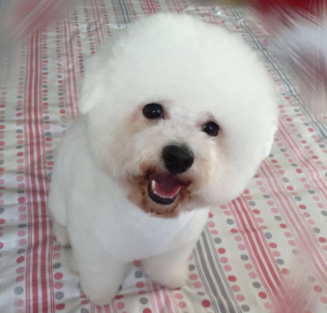比熊犬毛發干燥無光澤怎么辦?有哪些解決辦法?