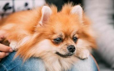 博美犬的7大缺點,網友:就是想養也不敢養啊