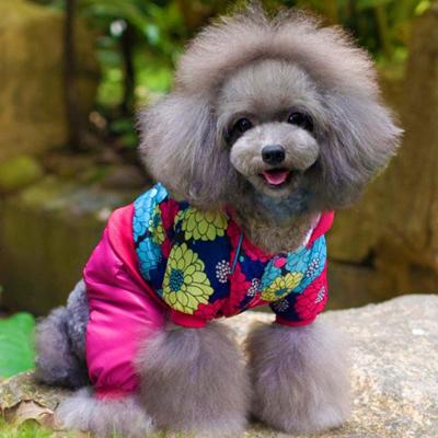 購買狗狗必看 不同體型泰迪犬的優缺點