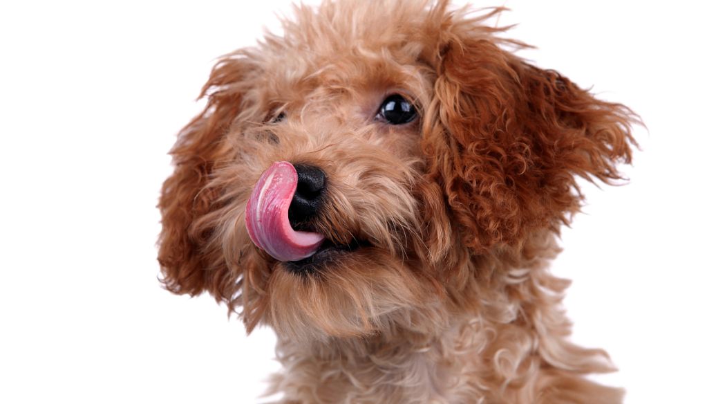 兩分鐘,帶你看完一只泰迪犬的傳奇人生