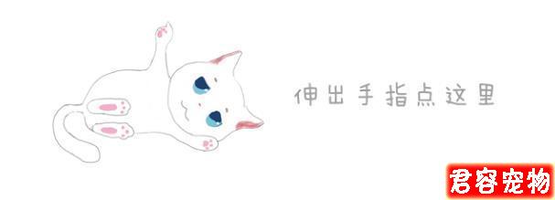 哈士奇搶玩具車沒想到被卡住了牙縫,不吃不喝一天后才獲主人解救
