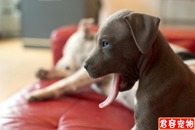狗狗肚子咕嚕響還朝你拱背?不一定是向你討吃,或是急性腸胃炎