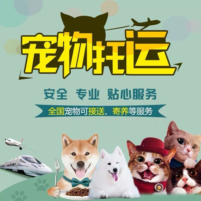 狗媽媽必知得泰迪配種知識