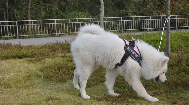 想自身訓煉一條警犬嗎？下邊7種狗狗，勸你早舍棄