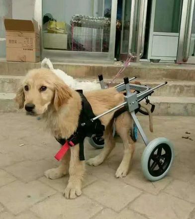 被主人家丟在馬路上等死小金毛，托著殘廢的兩腿找人辦事帶它回家了...