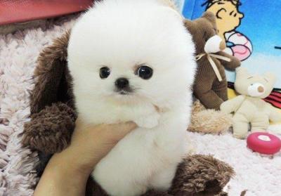 博美犬多少錢一只,你買貴了嗎?