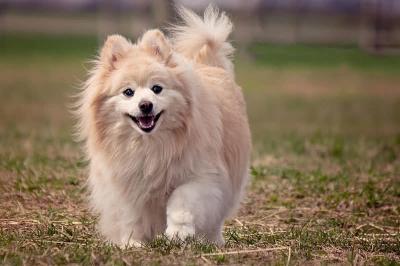 世界上十大美麗的狗品種,中國犬種上榜