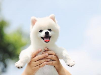 純種“博美犬”都有的7大標志,我養的是串串,你家的呢?