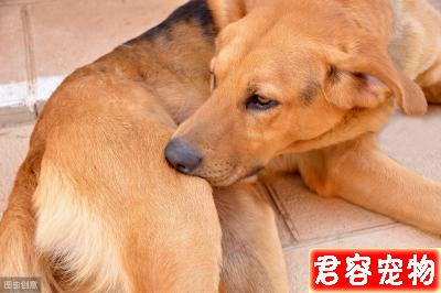 教你分辨狗狗常見皮膚病，以及治療方法，對癥下藥，不傳染