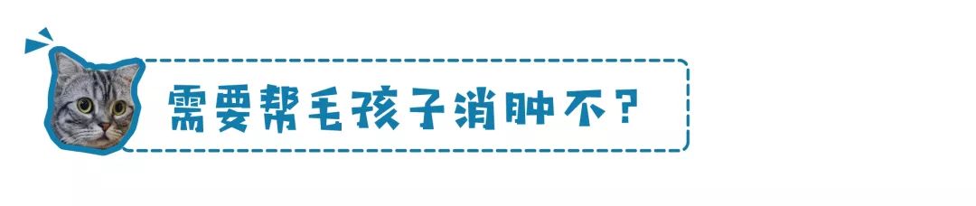 鏟屎官注意！眼瞼內翻≠倒睫毛，越早診斷治療傷害越小