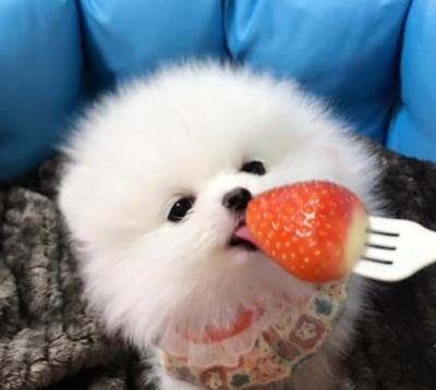 博美犬多少錢一只,你買貴了嗎?