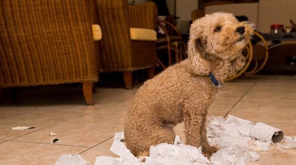 喂養泰迪犬和比熊犬哪家好？比照這五個層面，你能選誰？