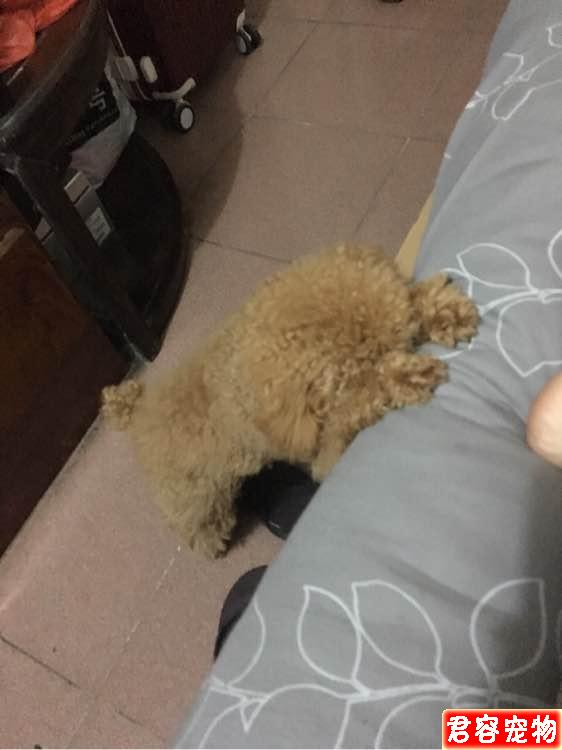 養了只泰迪，短短兩個月的時間，我簡直要懷疑人生了！