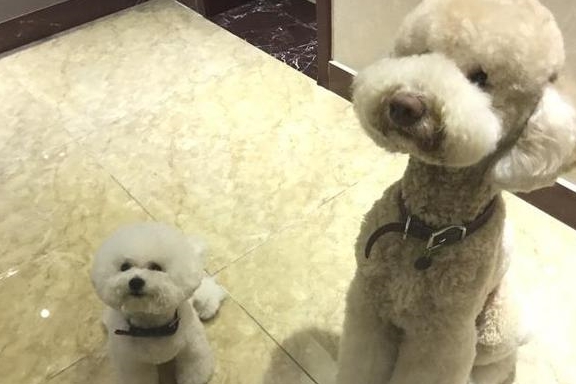 喂養泰迪犬和比熊犬哪家好？比照這五個層面，你能選誰？