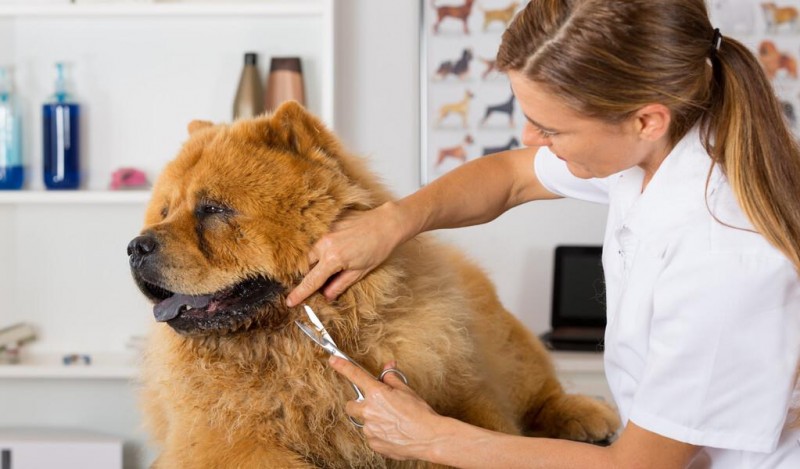 為何大家不愿意養松獅犬了？這幾個方面講出了心里話