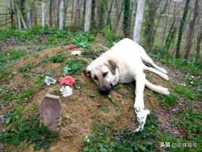狗死后不可土埋,科學道理為你說明一切