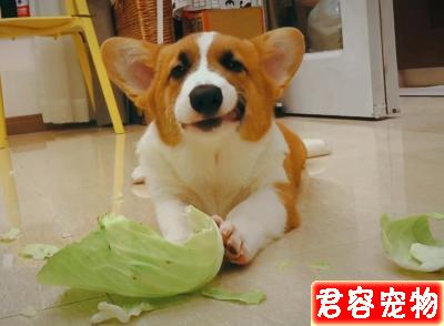 狗狗能吃的“人類食物”到底有哪些?不知道的,看過來