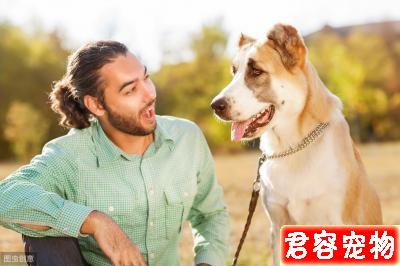教你分辨狗狗常見皮膚病，以及治療方法，對癥下藥，不傳染