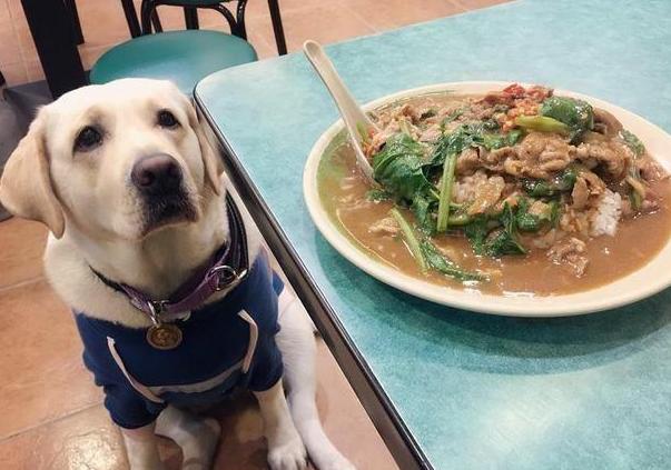 那樣養寵物，只會讓狗狗身體更差，你很有可能還不知道