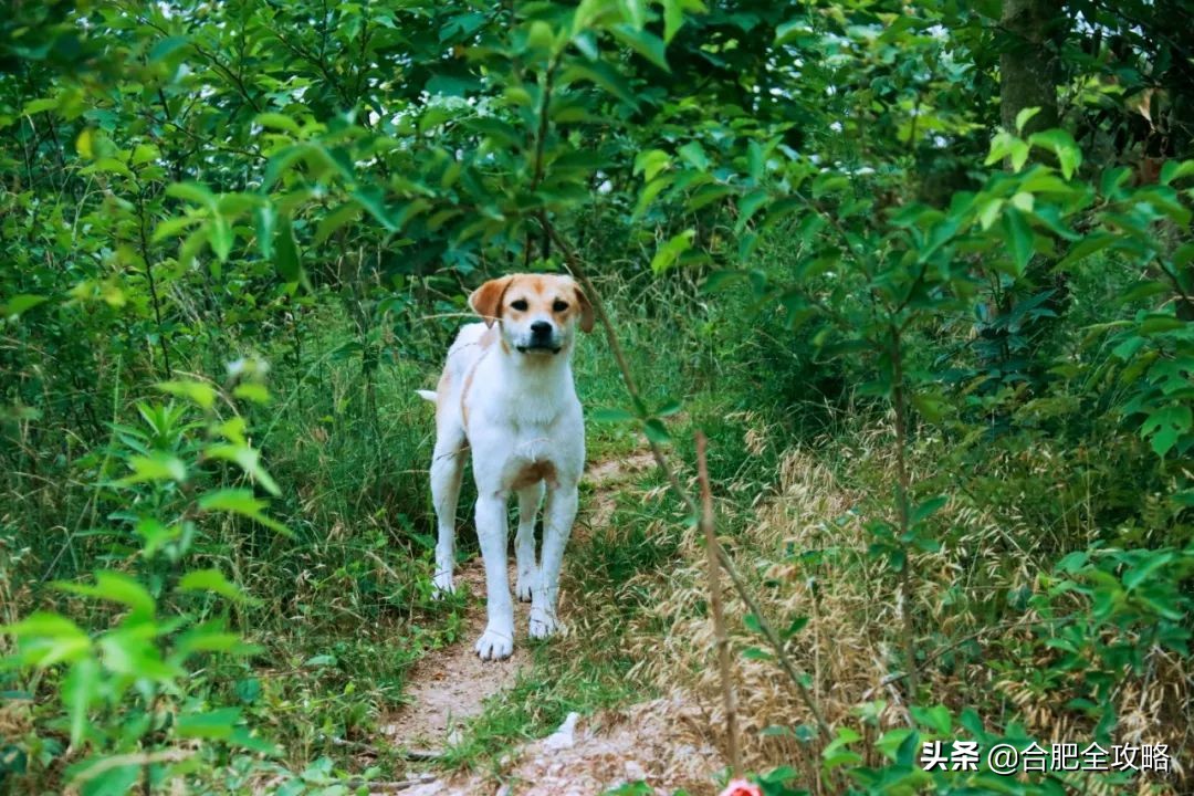 合肥有這樣一座山,是400多只流浪狗的天堂