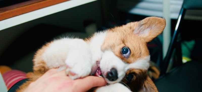 飼養柯基犬，要應對的“6大難點”，看了你要敢養嗎？