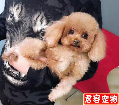 泰迪犬顏色這么多，哪一種顏色最貴？