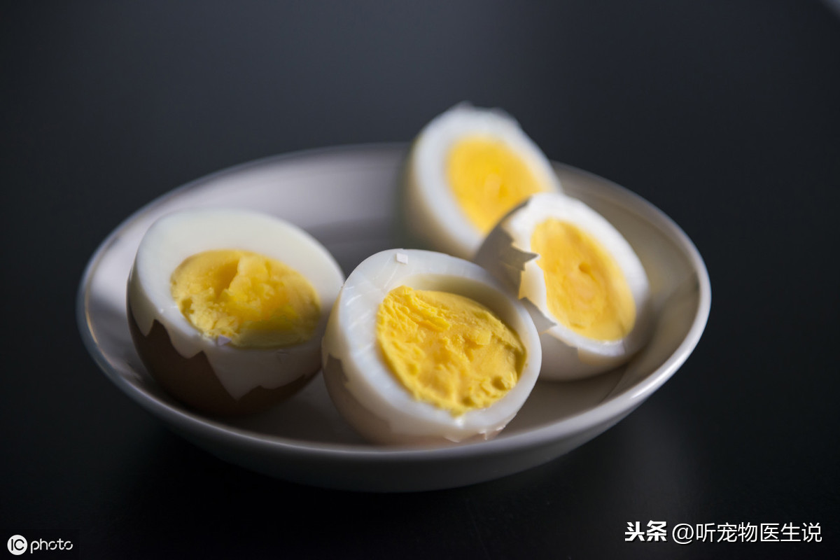 給狗狗吃生雞蛋怎么會營養不良呢?寵物醫生告訴你真正原因