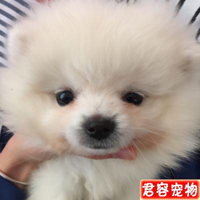 博美犬淚痕怎么去掉?教你5個簡單有效的辦法
