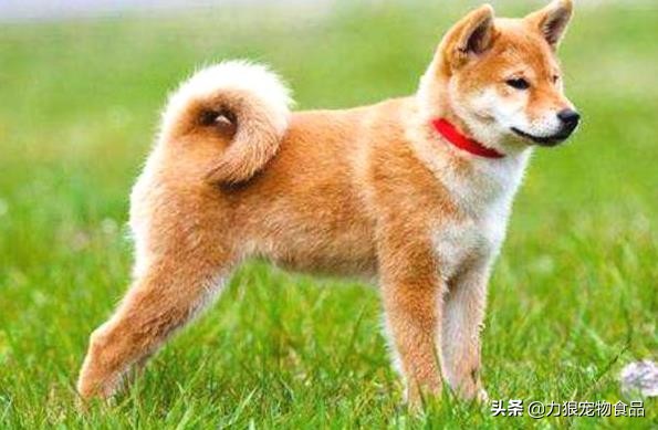 狗狗出門總是亂吃東西怎么辦?小編給你支幾招