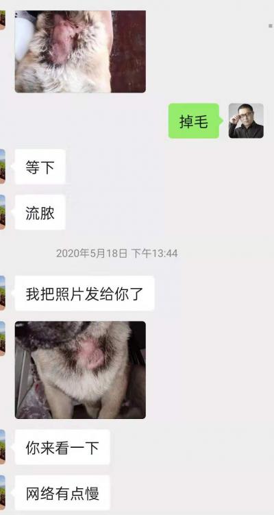 典型的狗狗真菌感染膿皮癥案例