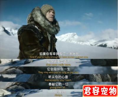 「多哥」:這只“二哈”救人的艱辛,洗刷了它“憨傻蠢萌”的恥辱