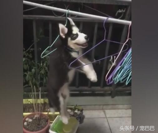 哈士奇做錯事情，被主人用衣架吊起，那眼神好犀利！