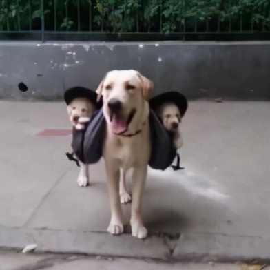 飼養拉布拉多時,5大禁忌不能觸犯