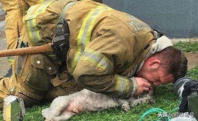 狗死后不可土埋,科學道理為你說明一切
