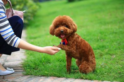 泰迪犬入門訓練計劃，不知道怎么訓練的，可以看過來！