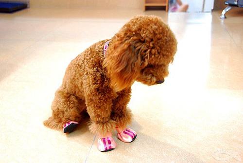 泰迪犬很調皮？快使用這4個好辦法，兩周還你一只乖狗狗！