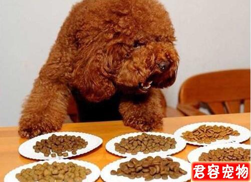 泰迪拉稀怎么辦？