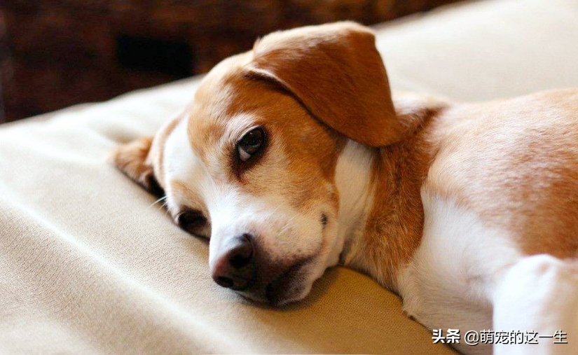 狗狗睡覺也會抖?是因為它正在做夢?還是它的身體出現了問題?